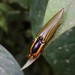 Semiotus buckleyi - Photo (c) Steven Rodan, todos os direitos reservados, uploaded by Steven Rodan