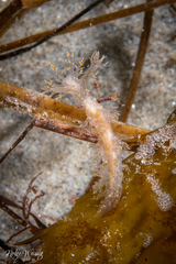 Dendronotus venustus image