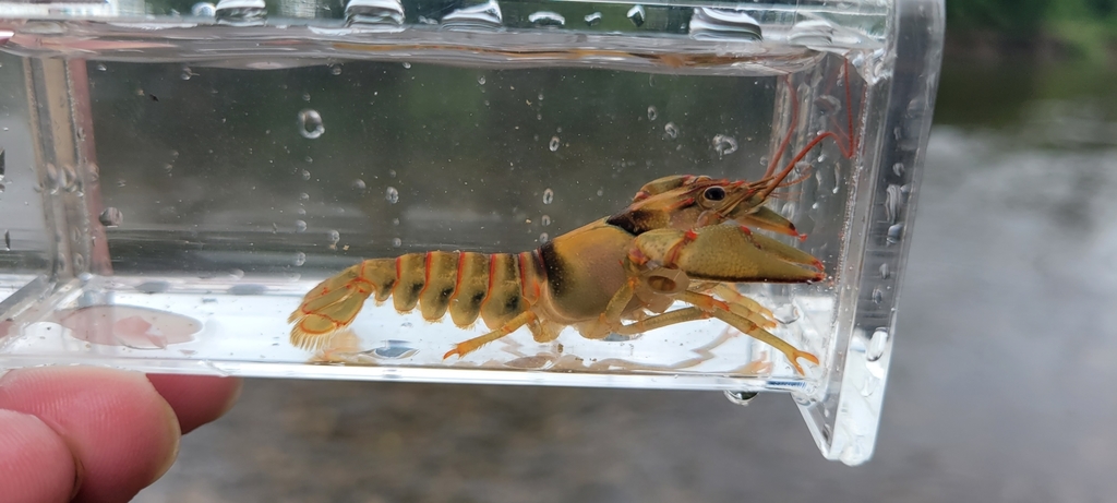 Golden Crayfish Faxonius Luteus Inaturalist Guatemala Golden Crayfish Faxonius Luteus Inaturalist Guatemala