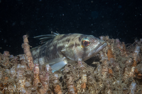 Barred Sand Bass