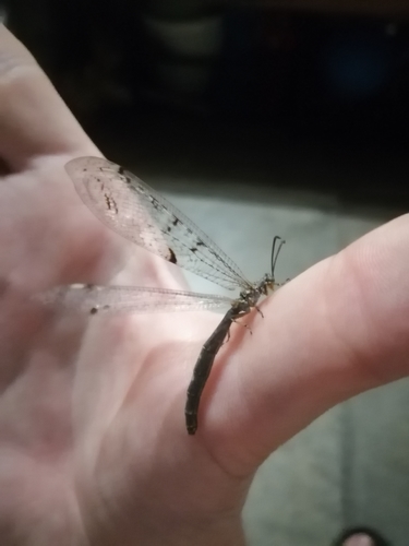 Four-spotted antlion