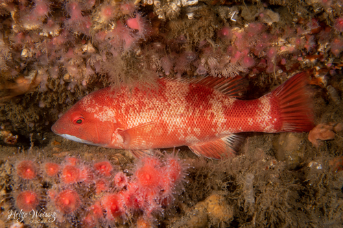 California Sheephead
