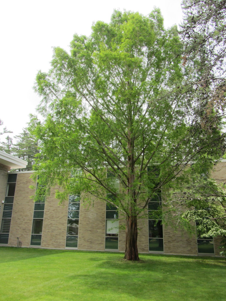 Dawn Redwood (Trees of Northwestern Michigan College, Michigan, USA