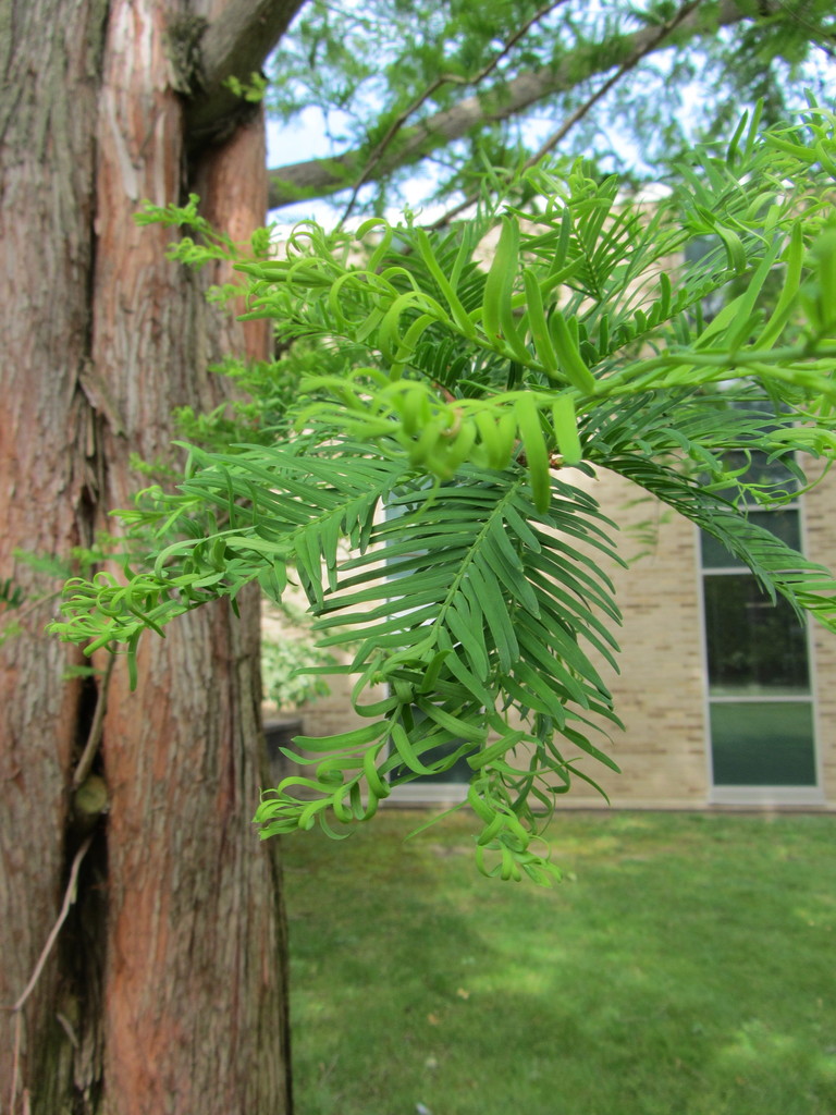 Dawn Redwood (Trees of Northwestern Michigan College, Michigan, USA