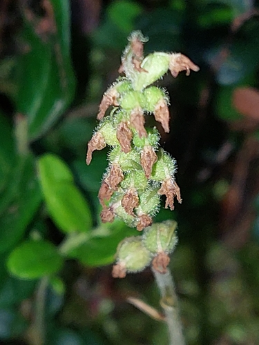 lesser rattlesnake plantain
