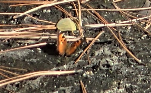 iNaturalist observation photo of California Tortoiseshell