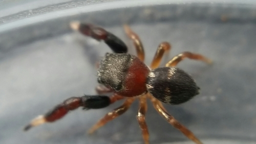 Sibianor aemulus