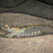 Yellowleg Shrimp - Photo (c) Helge Weissig, all rights reserved, uploaded by Helge Weissig