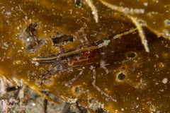 Pandalus platyceros image