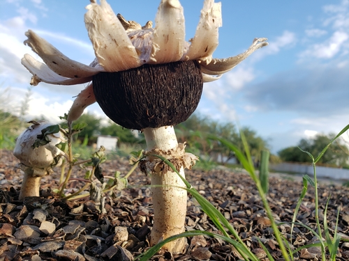Gasteroid Agaricus
