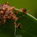 疣蝽 - Photo 由 Artur Tomaszek 所上傳的 (c) Artur Tomaszek，保留所有權利