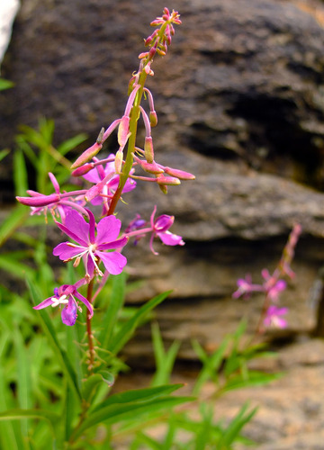 Chamerion angustifolium ssp. angustifolium