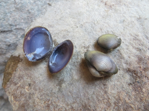 Purple-Nacre Clam