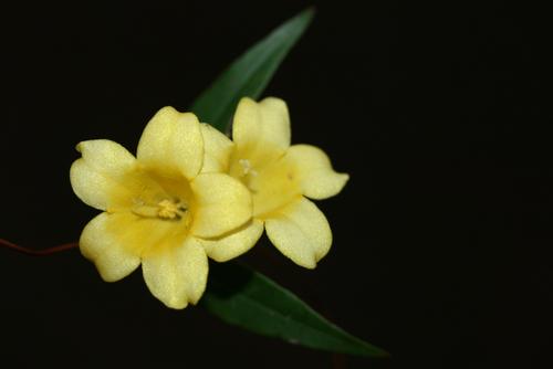 yellow jessamine