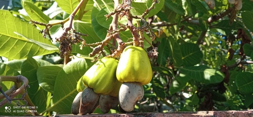Anacardium occidentale - Whole tree
