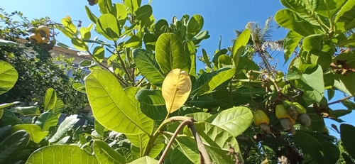 Anacardium occidentale - Habitat