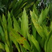 Ludovia lancifolia - Photo 由 andriusp 所上傳的 (c) andriusp，保留所有權利