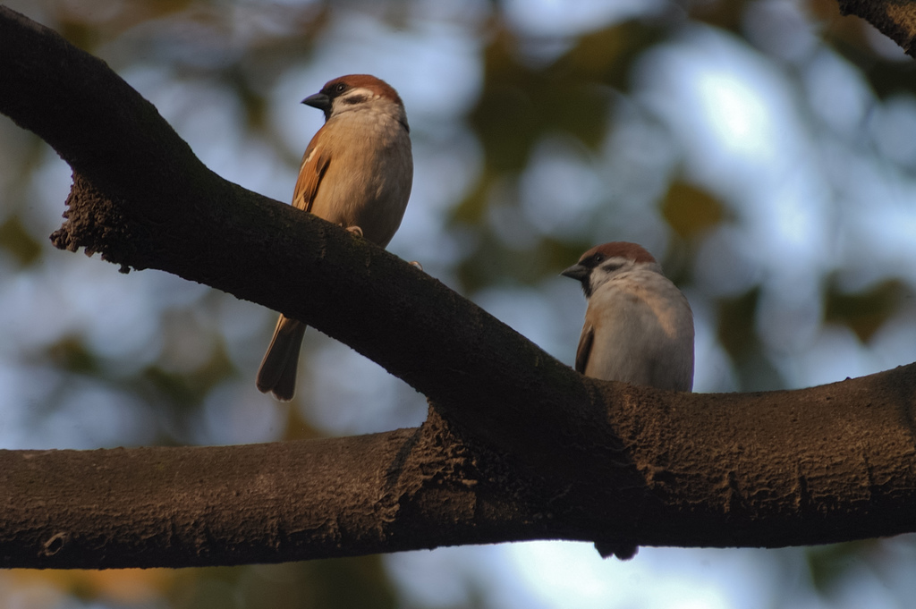 Subspecies Passer montanus saturatus · iNaturalist