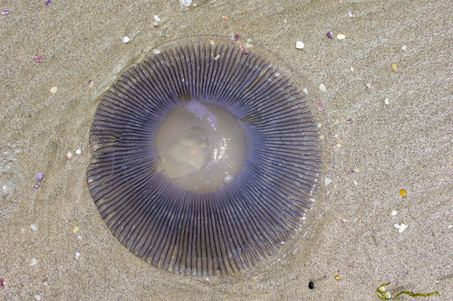 photo of Crystal Jellies (Aequorea)