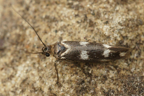 Scythris scopolella (Linnaeus, 1767)