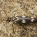 Scythris scopolella - Photo (c) Henk Wallays, all rights reserved