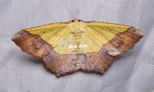 Exurapteryx aristidaria