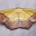 Exurapteryx aristidaria - Photo (c) 豆豆, todos los derechos reservados, subido por 豆豆