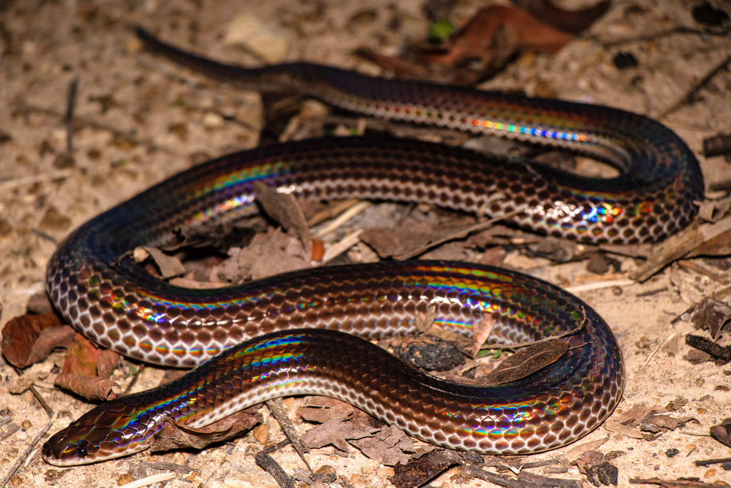 Asian Sunbeam Snake From