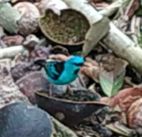 Blue Dacnis