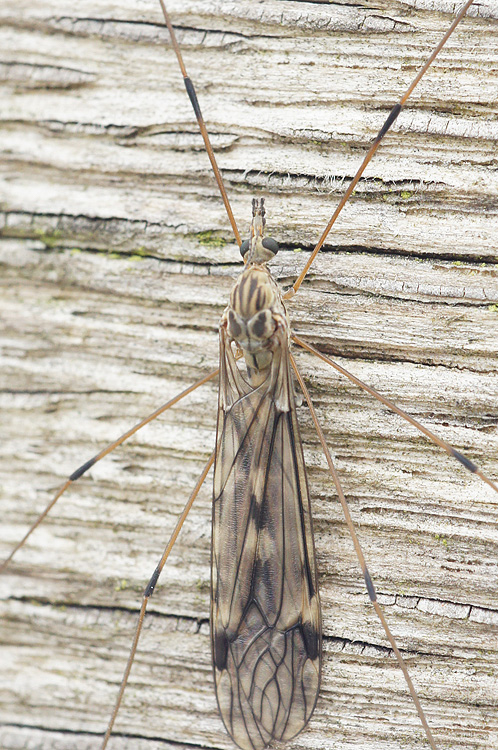 Large Crane Flies Family Tipulidae iNaturalist