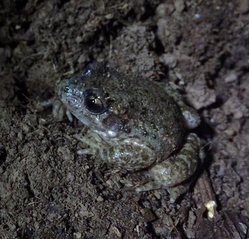 Common Midwife Toad
