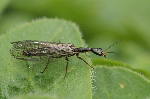 small snakefly