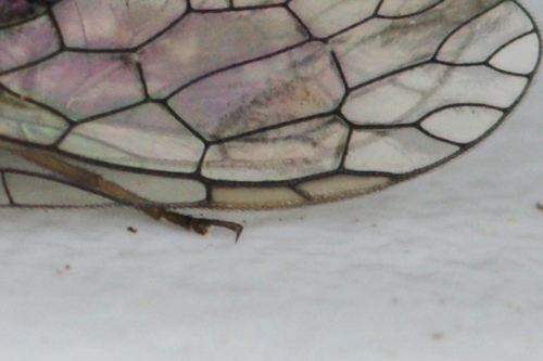 small snakefly