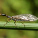 Small Snakefly - Photo (c) Henk Wallays, all rights reserved