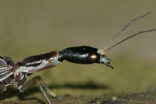 small snakefly