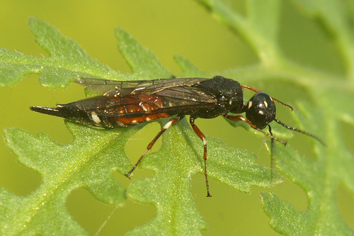 Xiphydria prolongata (Geoffroy, 1785)