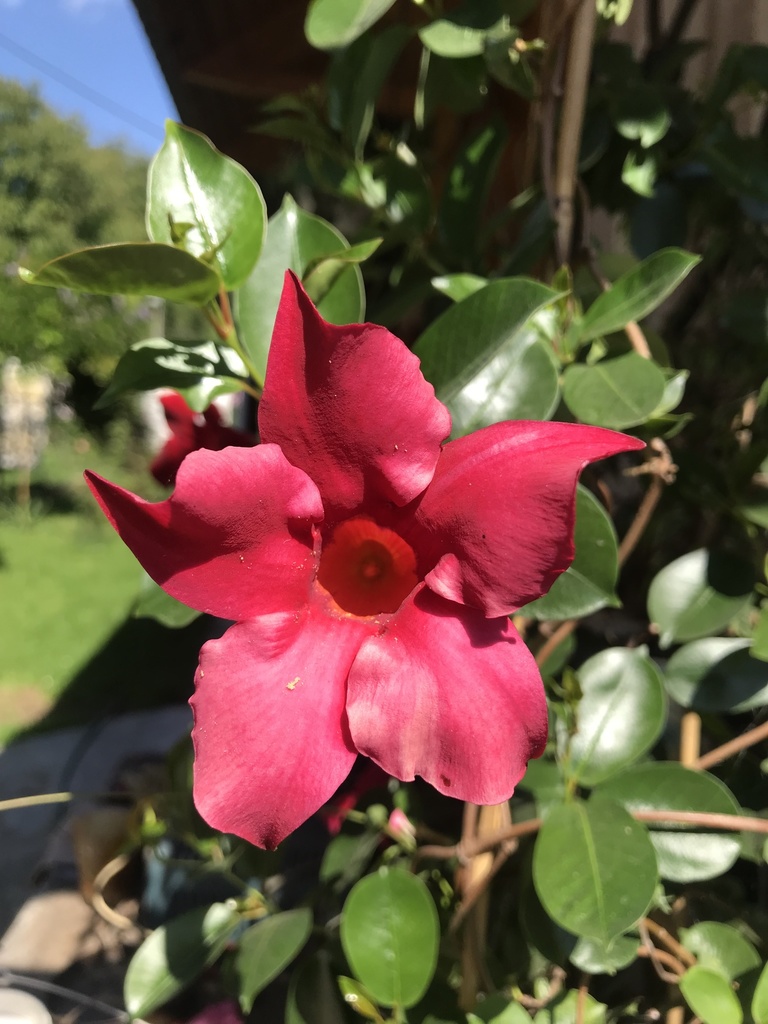 Jazmín Sudamericano (Mandevilla sanderi) · iNaturalist Chile