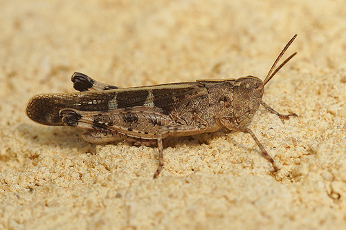 Broad Green-winged Grasshopper