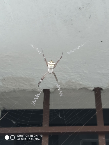 Signature Spider