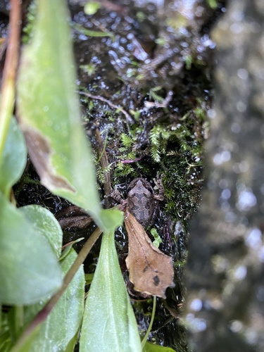 iNaturalist observation photo of Pacific chorus frog