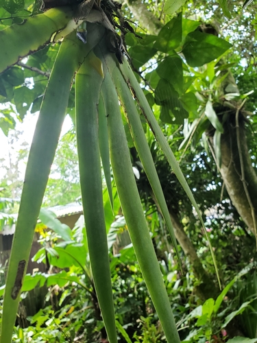Maxillaria valenzuelana image