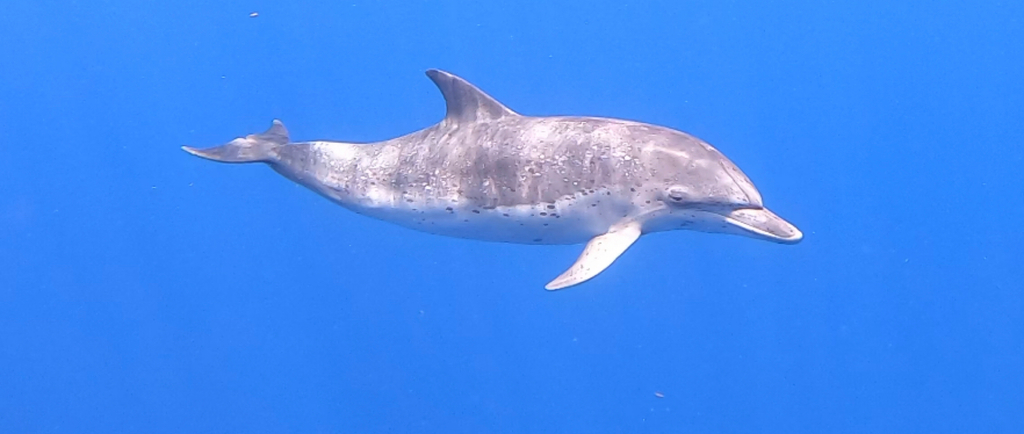 Atlantic spotted dolphin