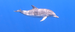 Atlantic spotted dolphin