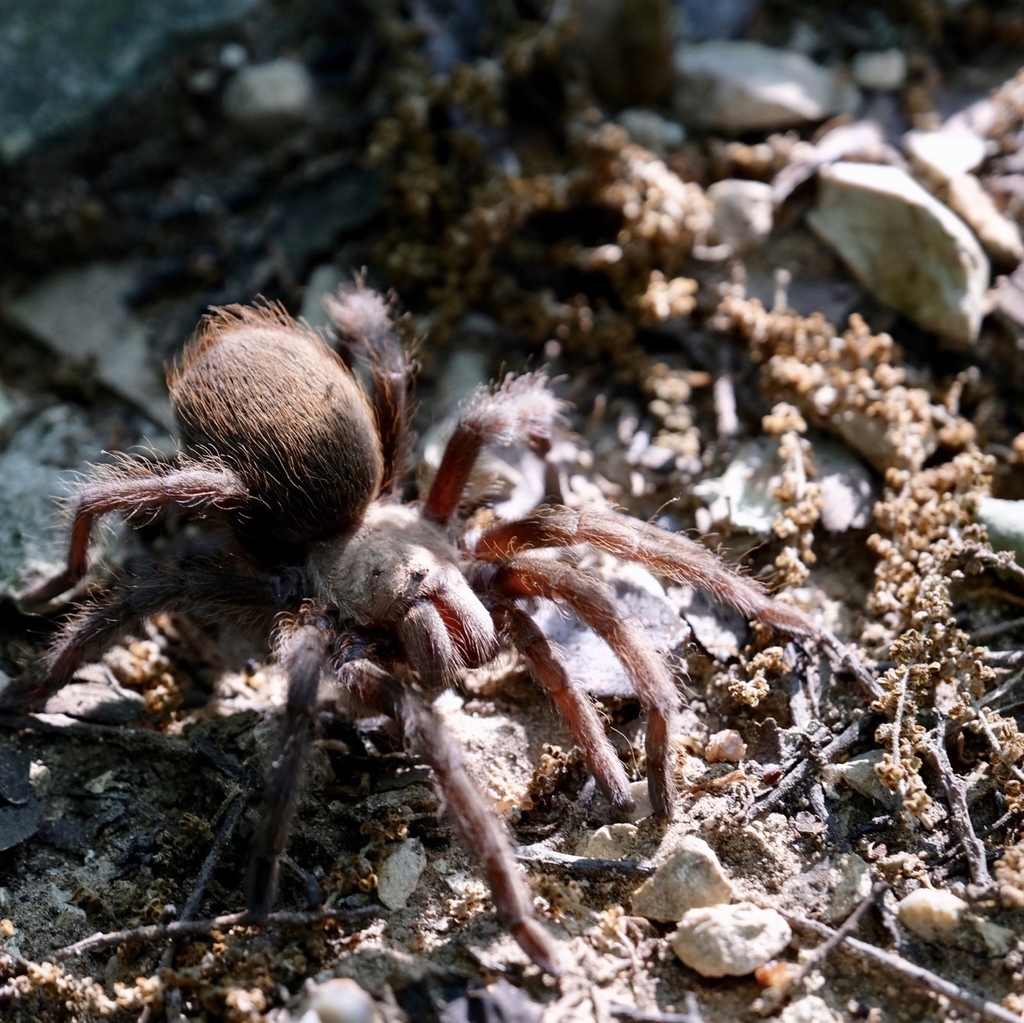 Texas Brown Tarantula from Zilker Metropolitan Park, Austin, TX, US on