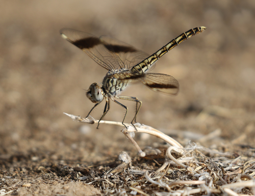 Northern Banded Groundling