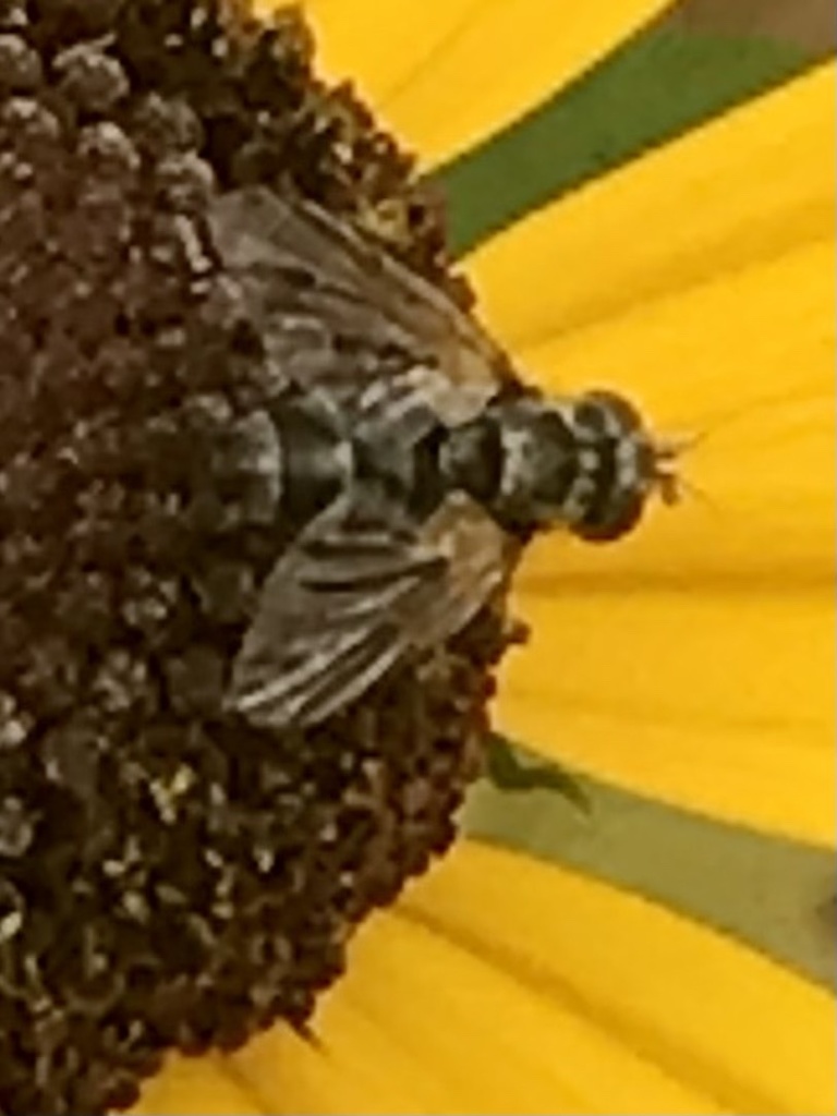 Bot Flies, Blow Flies, and Allies from E Clifford Ave, Alexandria, VA, US on August 13, 2021 at