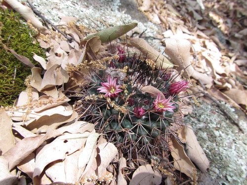 Mammillaria wagneriana  iNaturalist