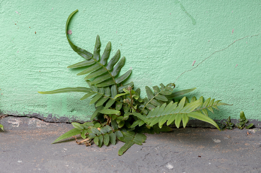 Chain fern