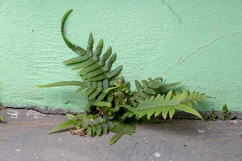 ladder brake (Pteris vittata)