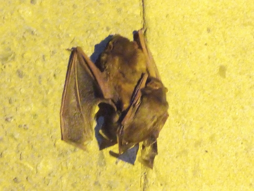 photo of Hairy-tailed Bats (Lasiurus)